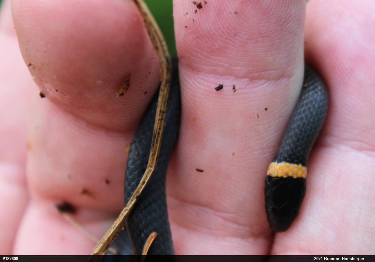 Northern Ring-necked Snake