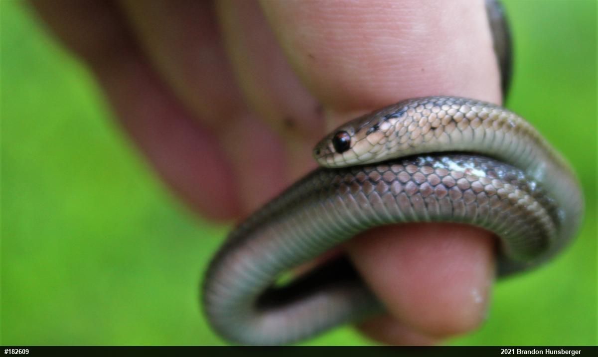 Shorthead Gartersnake