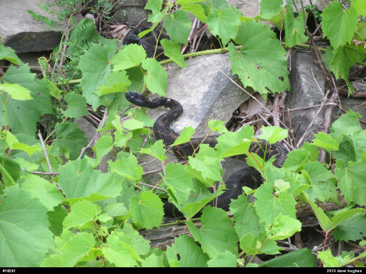 Timber Rattlesnake
