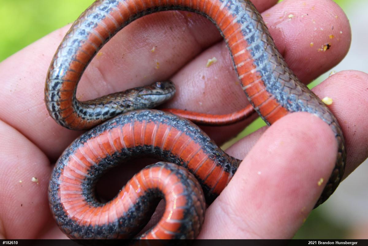 Red-bellied Snake