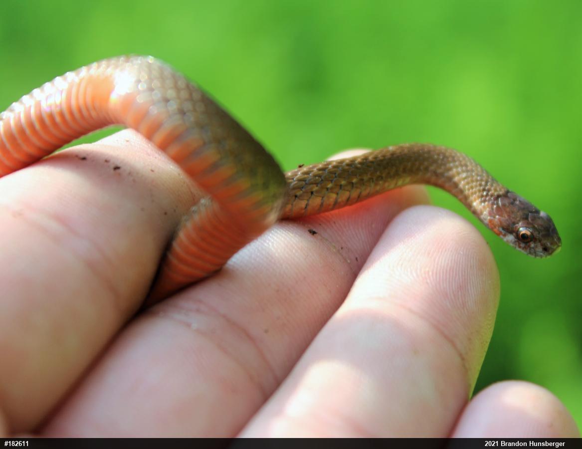 Red-bellied Snake