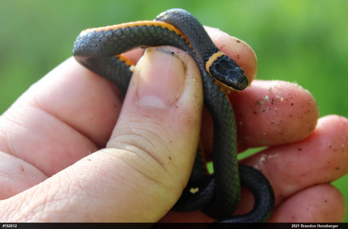Northern Ring-necked Snake