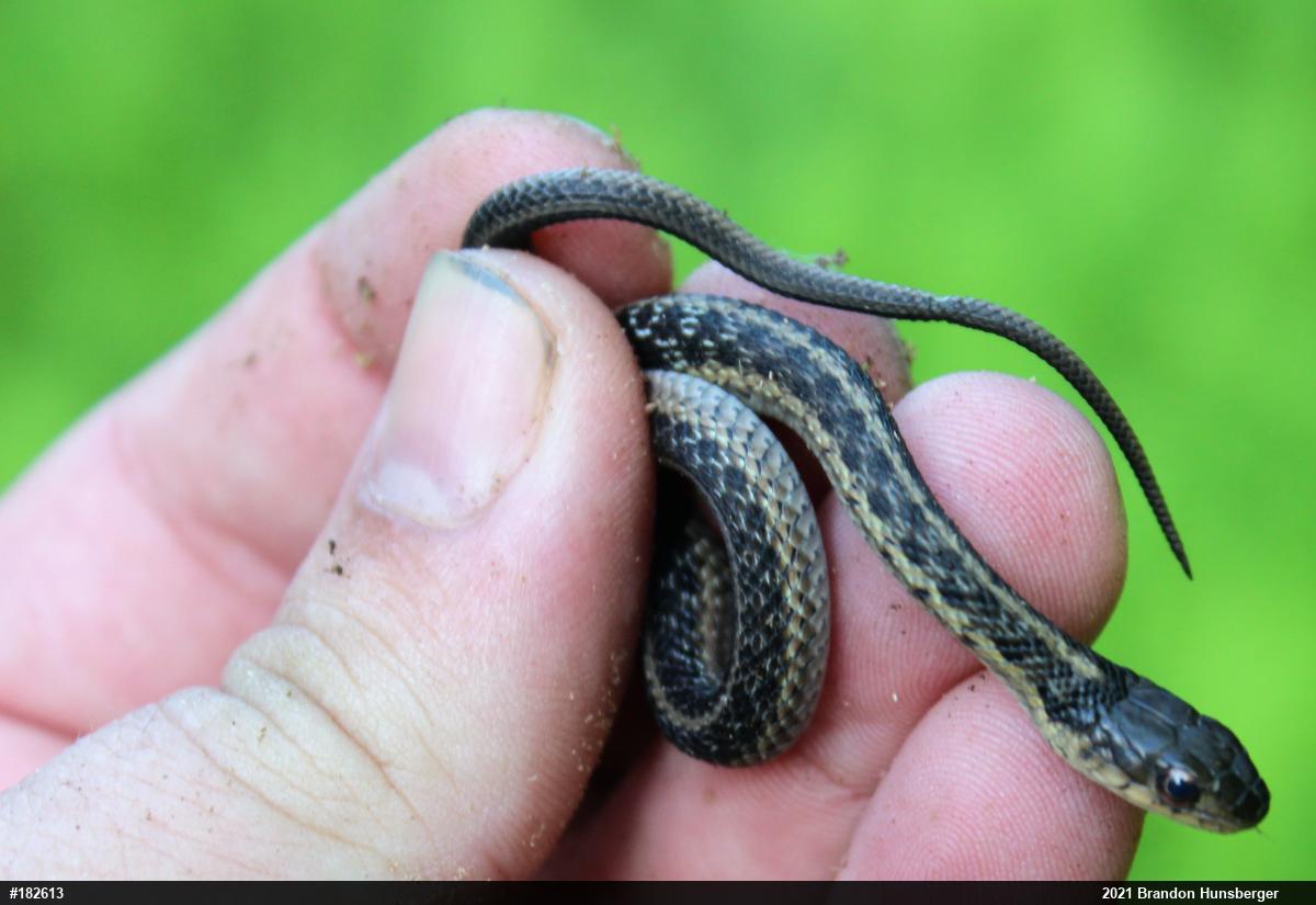 Eastern Gartersnake