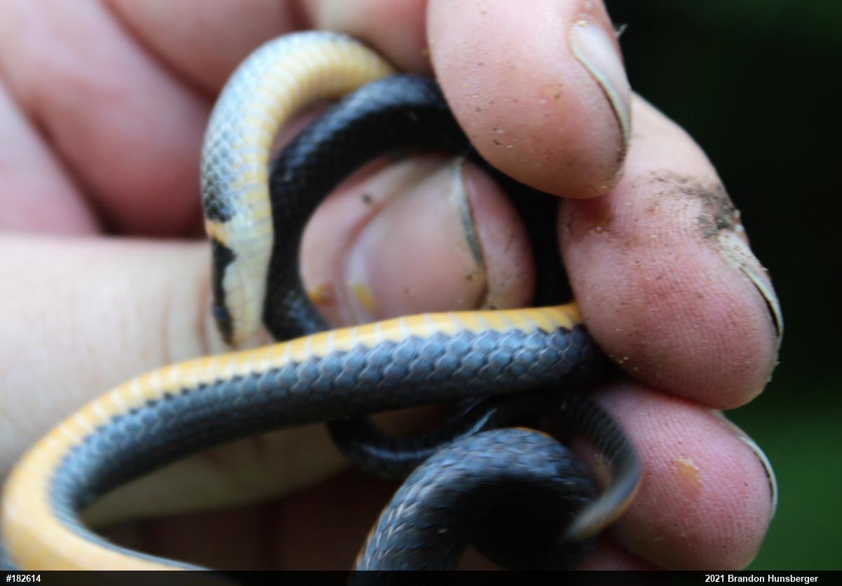 Northern Ring-necked Snake