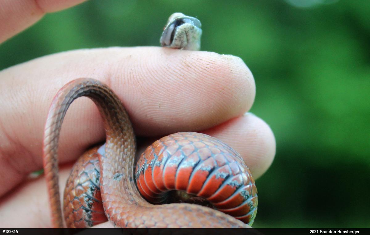 Red-bellied Snake