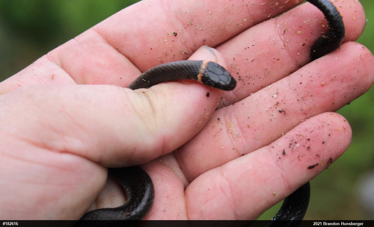 Northern Ring-necked Snake