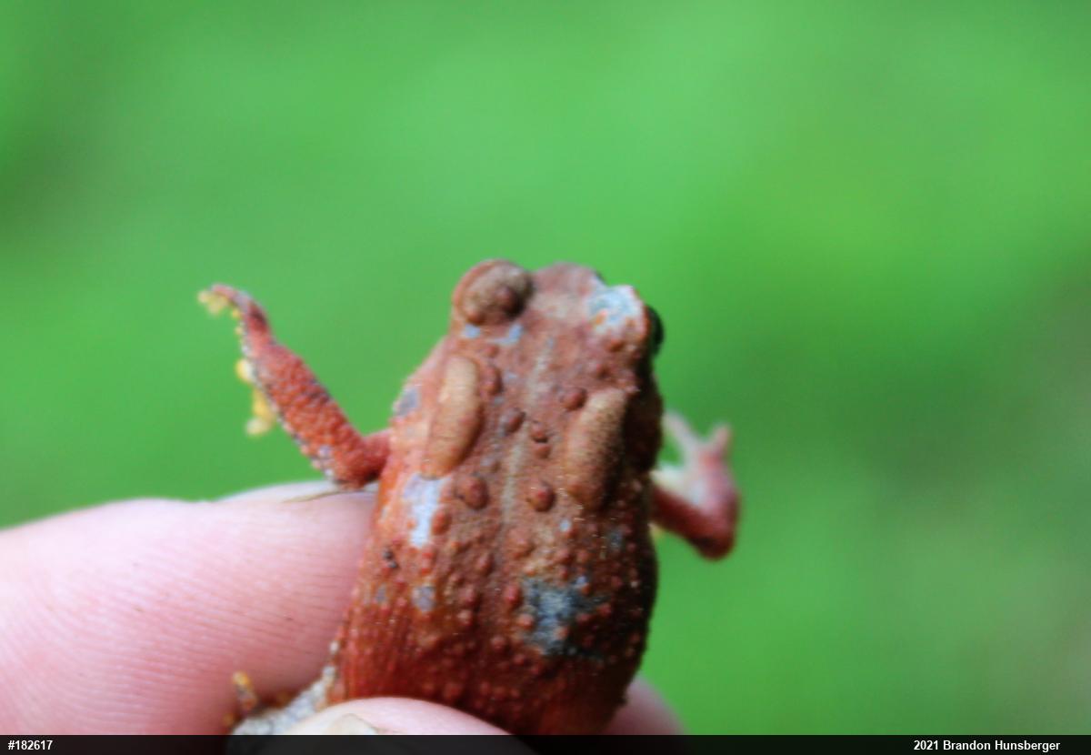 Eastern American Toad