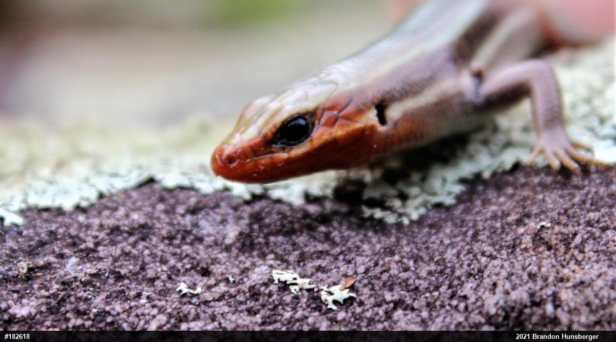 Common Five-lined Skink