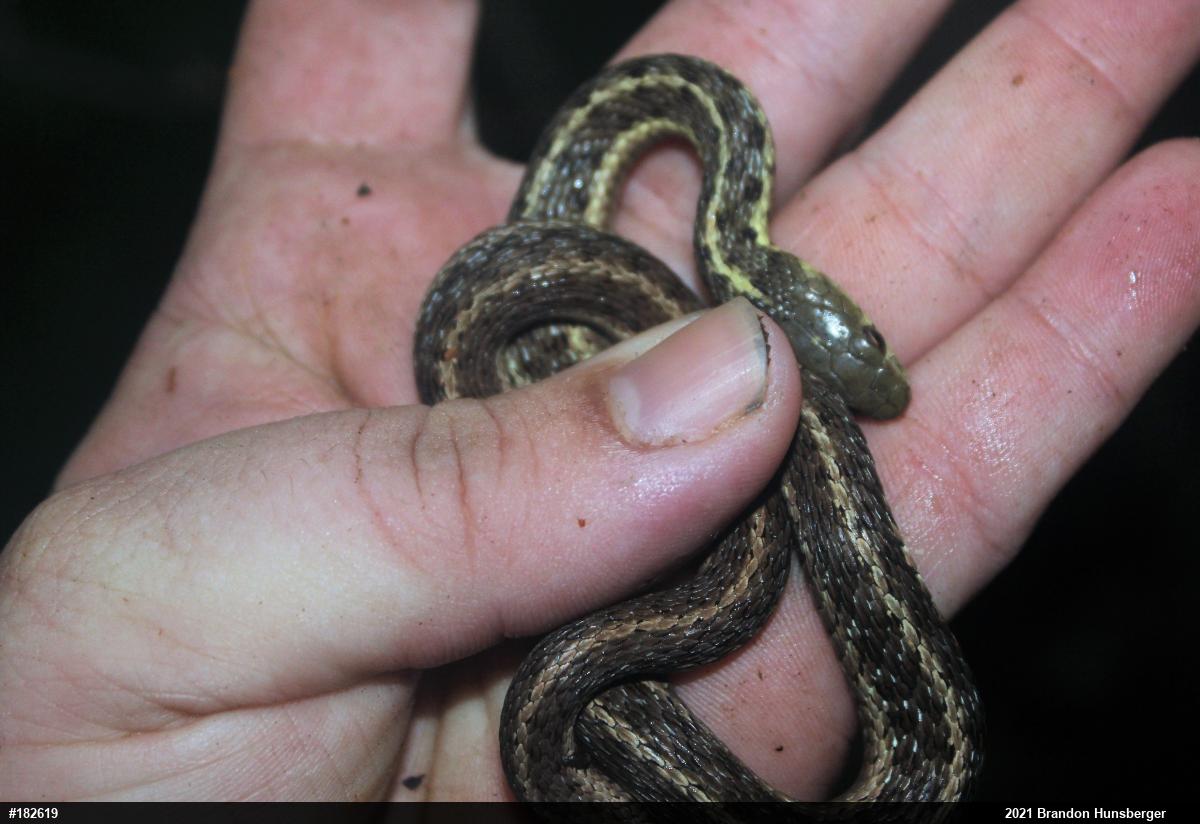 Eastern Gartersnake