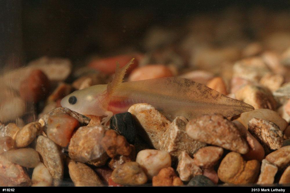 Jefferson Salamander