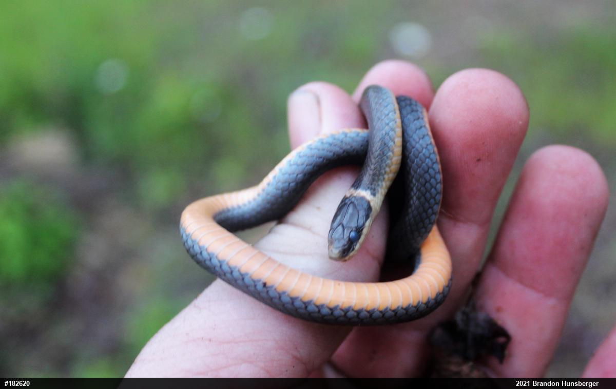 Northern Ring-necked Snake
