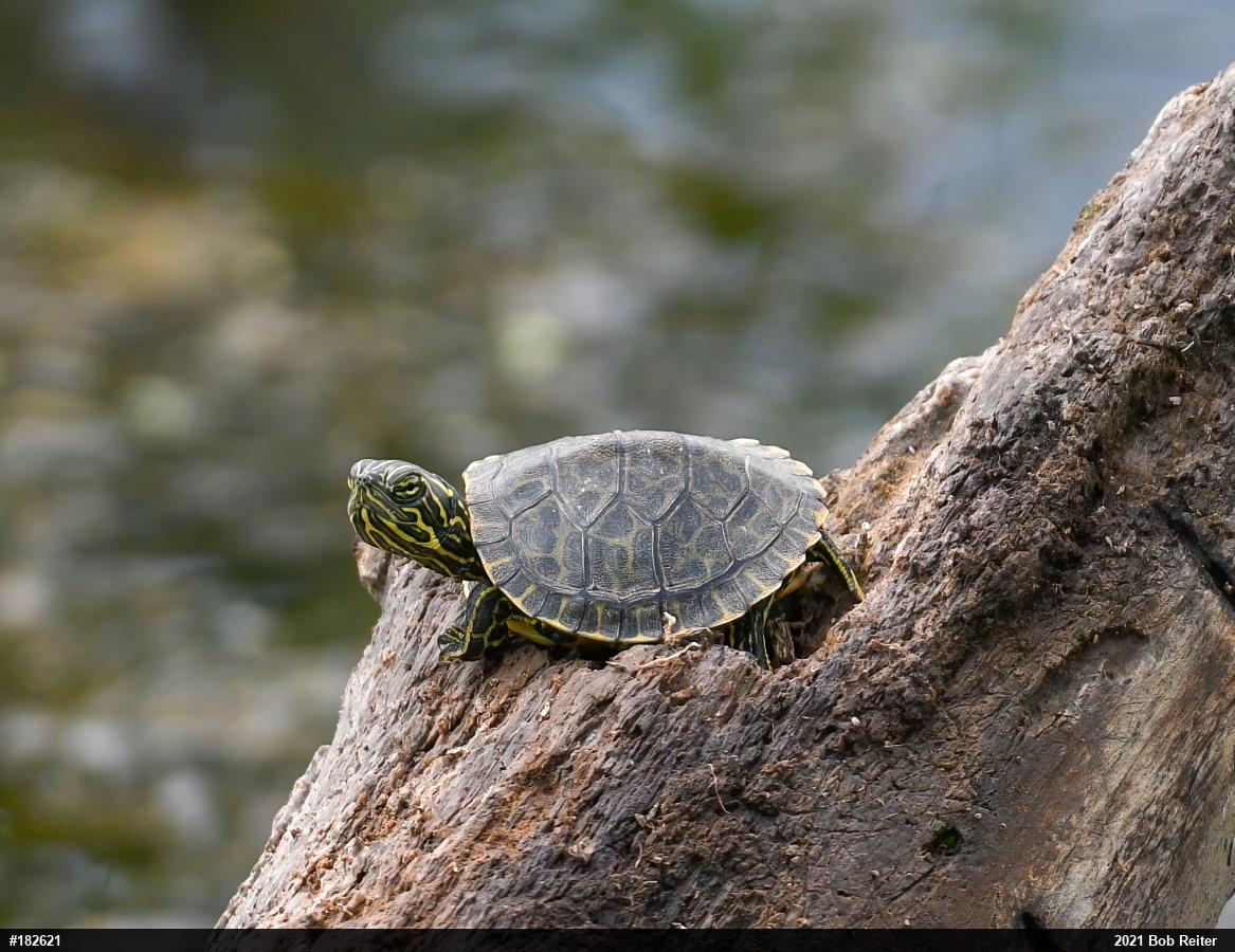 River Cooter