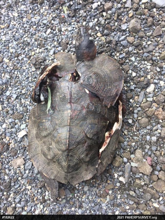 Wood Turtle