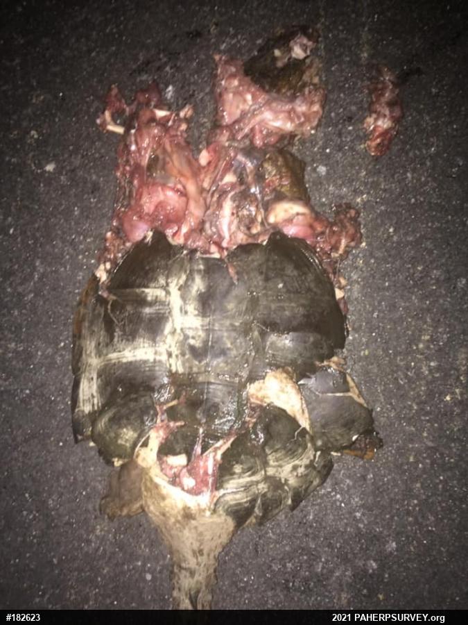 Snapping Turtle