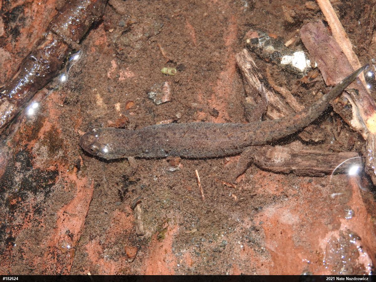 Northern Dusky Salamander