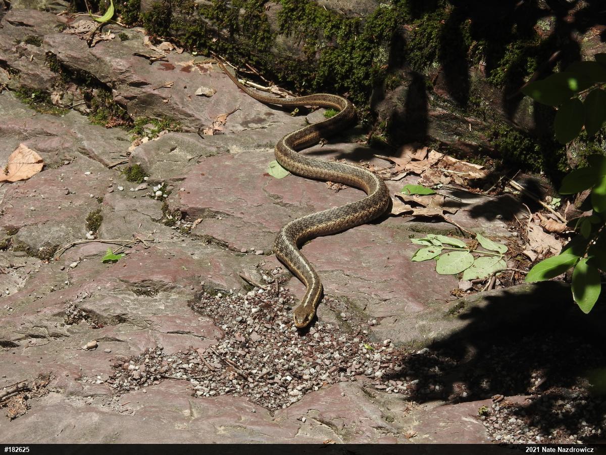 Eastern Gartersnake