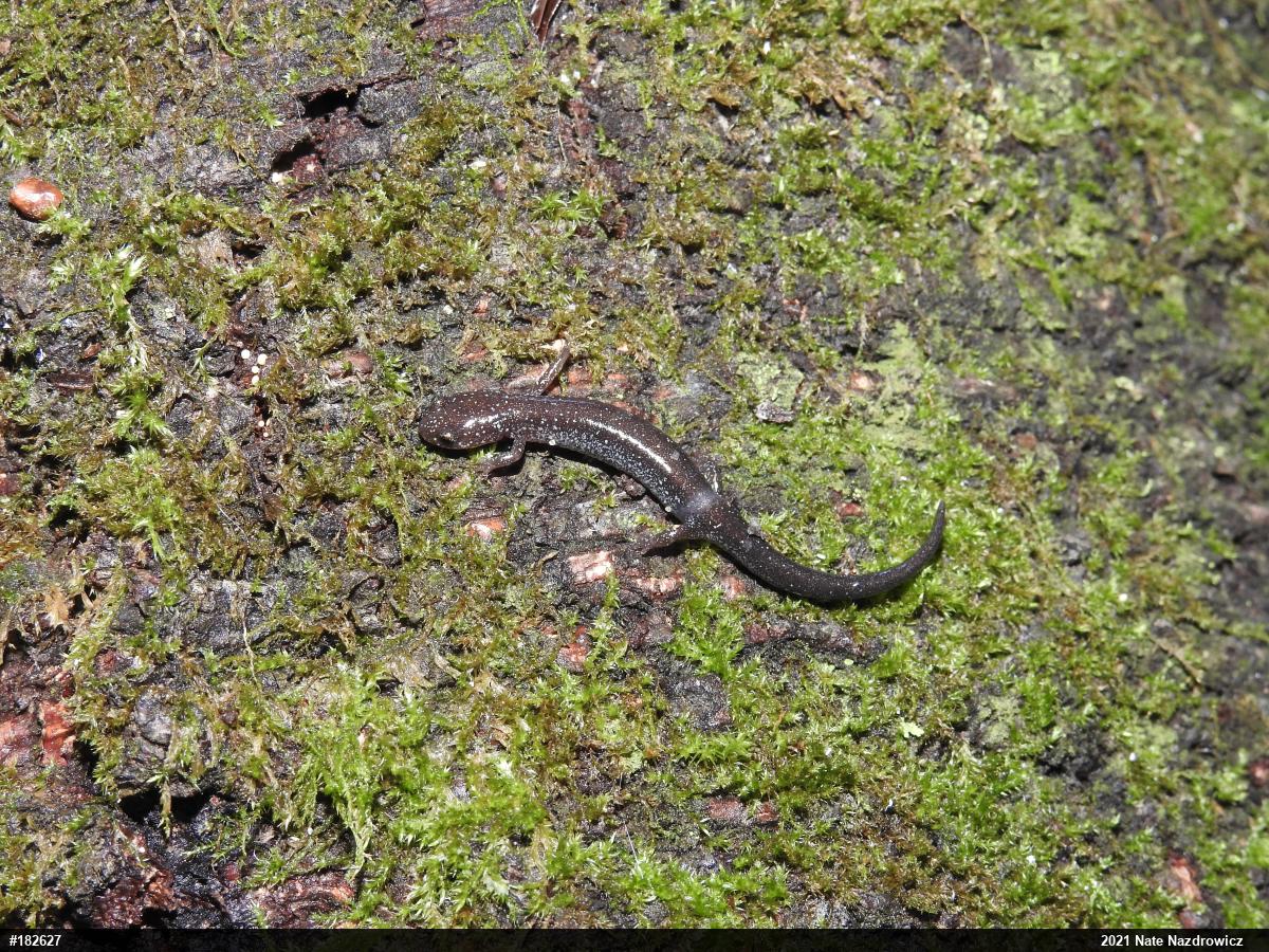 Eastern Red-backed  Salamander