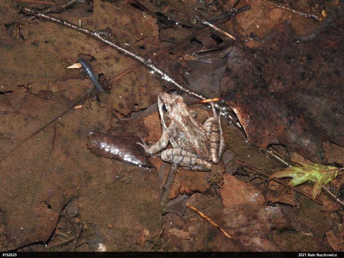 Wood Frog