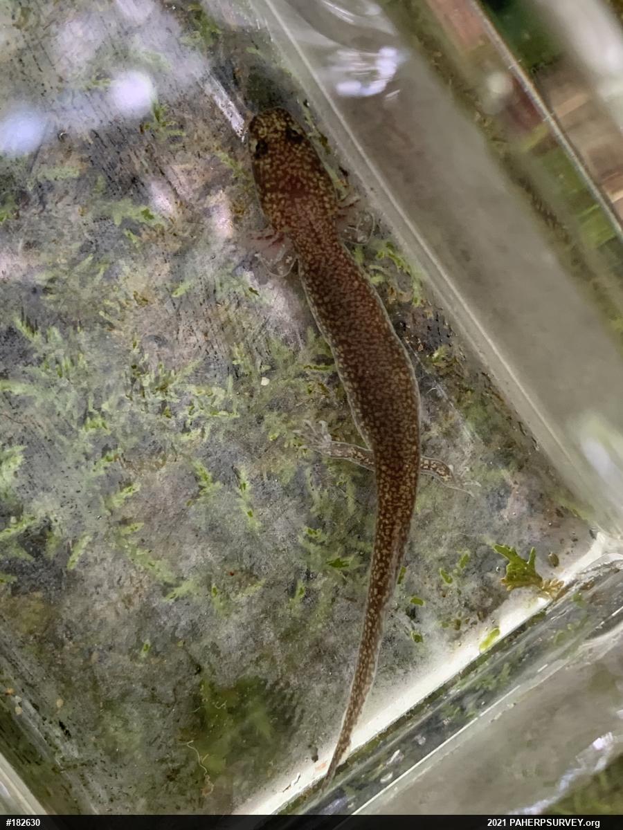 Northern Spring Salamander