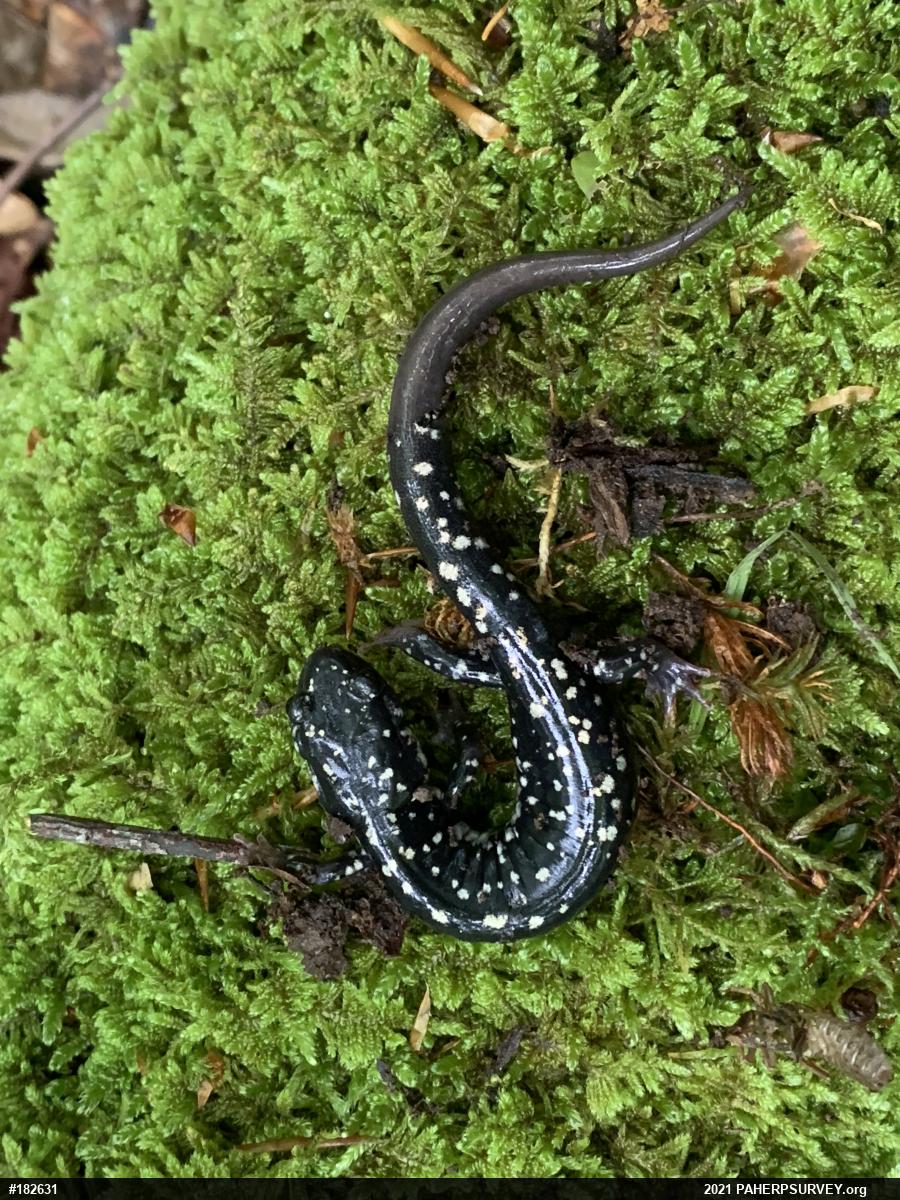 Northern Slimy Salamander