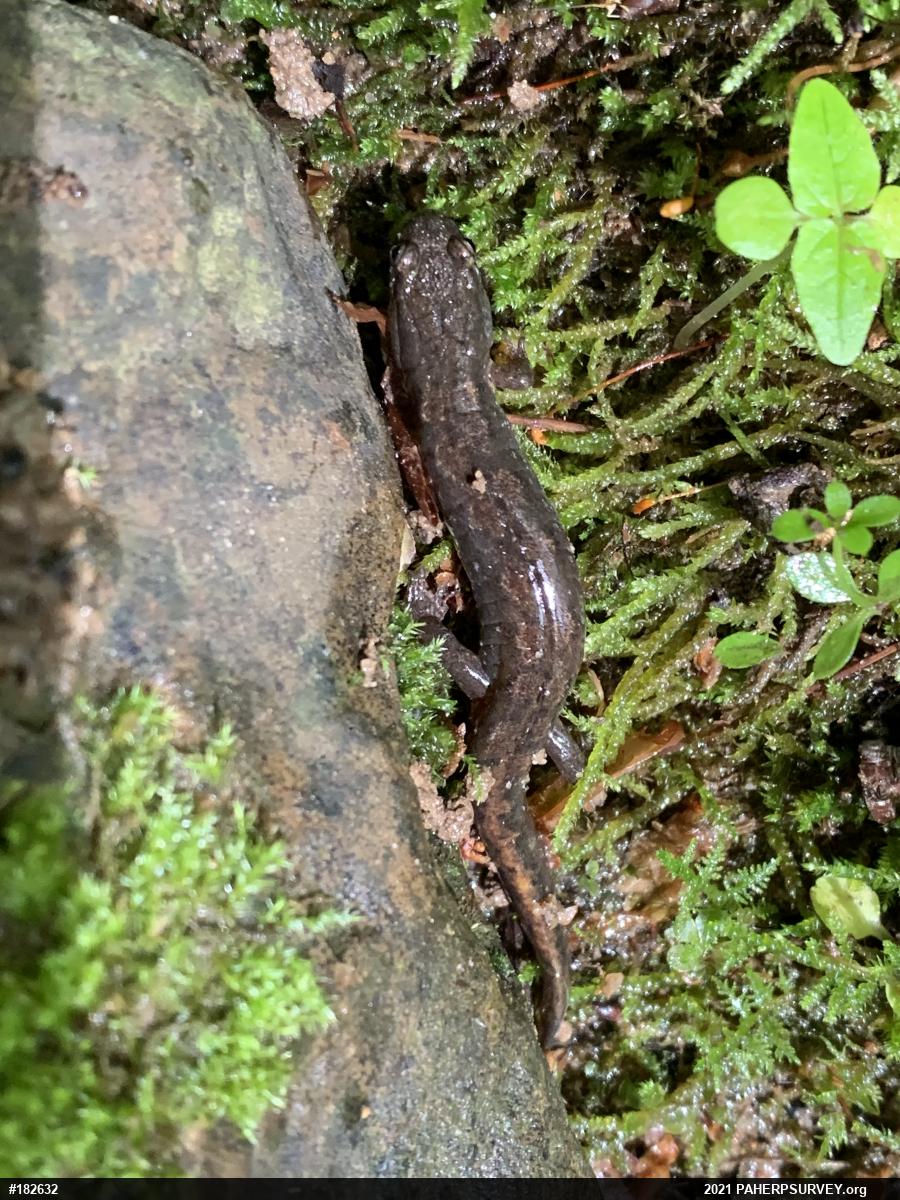 Northern Dusky Salamander