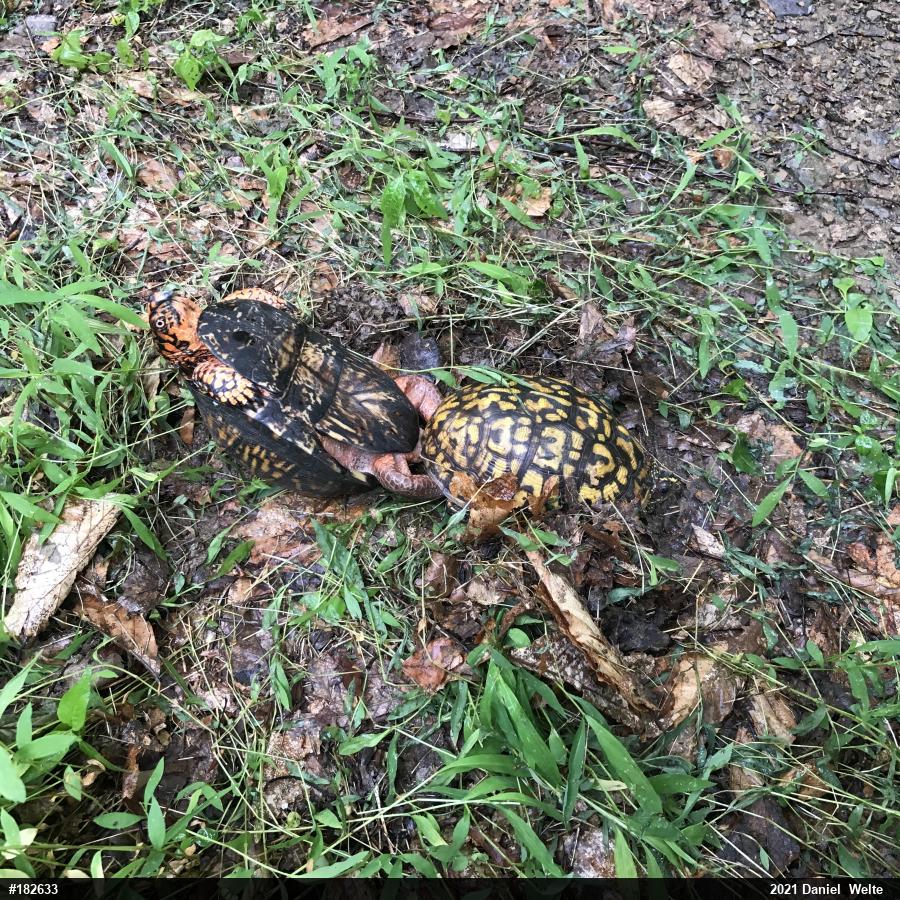 Eastern Box Turtle