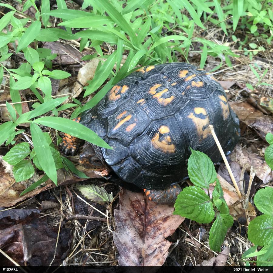 Eastern Box Turtle
