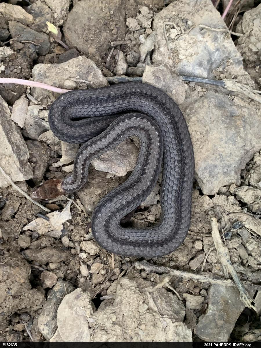 Red-bellied Snake
