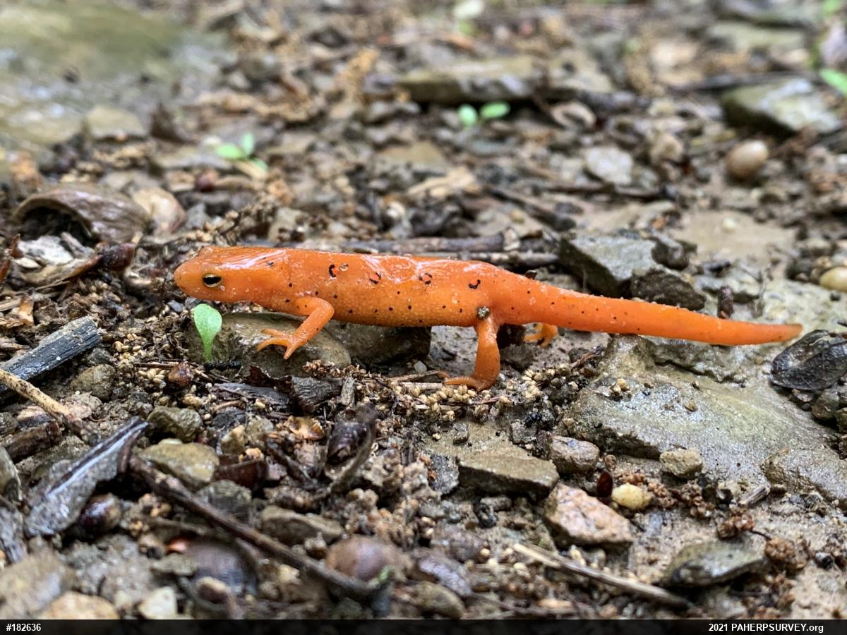 Red-spotted Newt