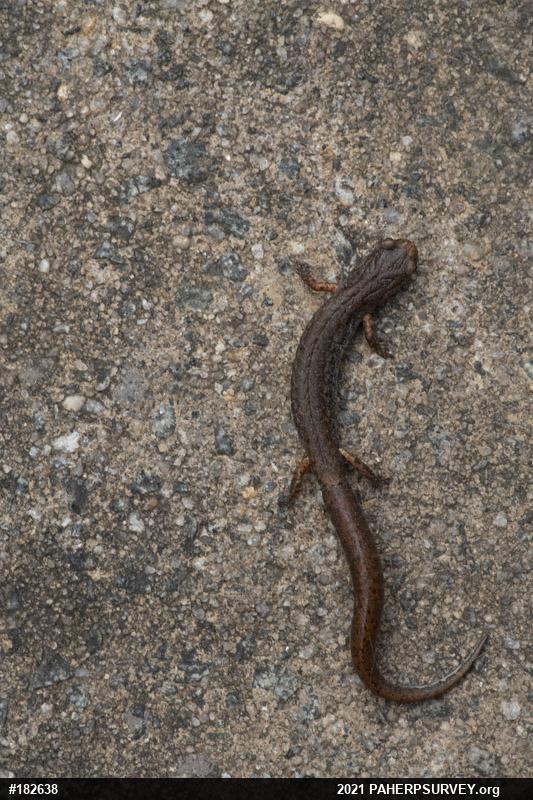 Four-toed Salamander