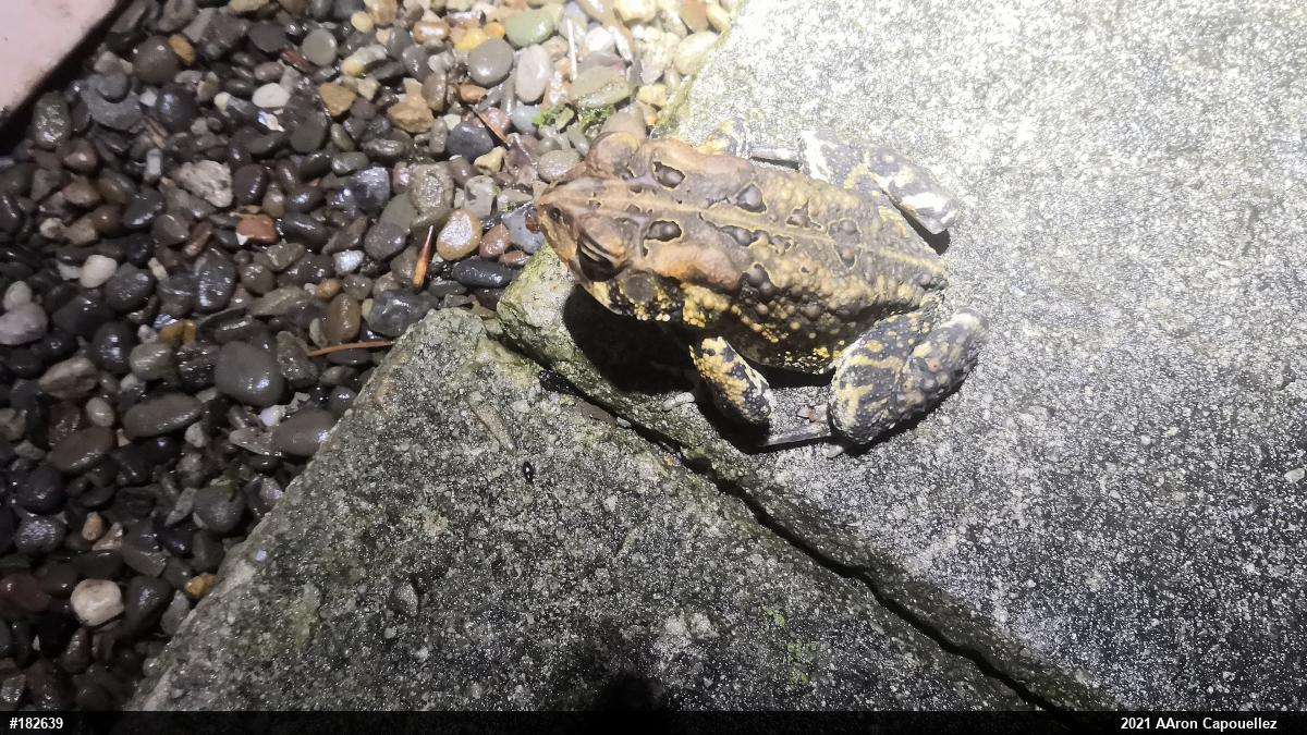Eastern American Toad