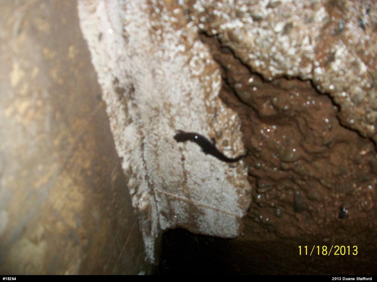 Northern Dusky Salamander