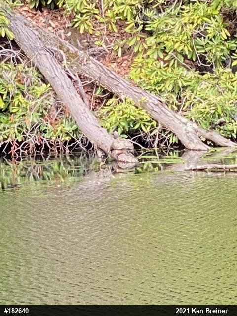 Snapping Turtle