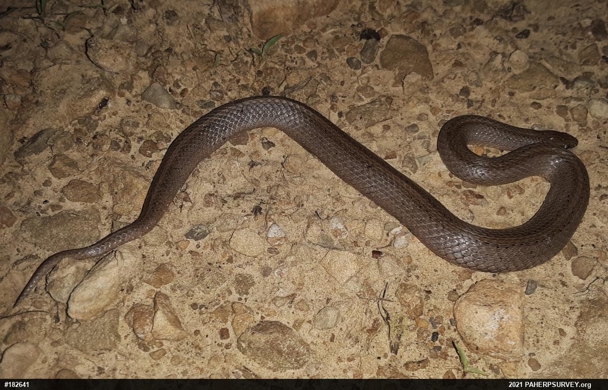 Mountain Earthsnake