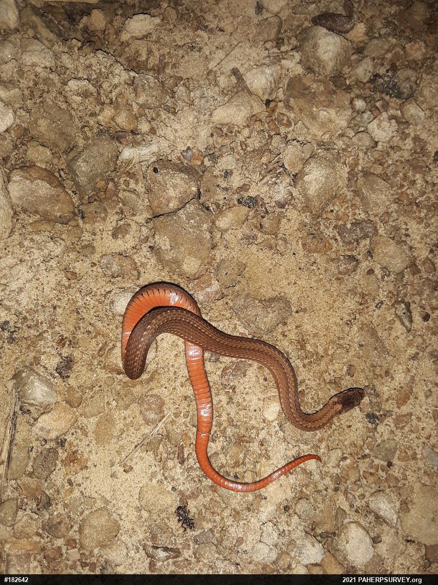 Red-bellied Snake