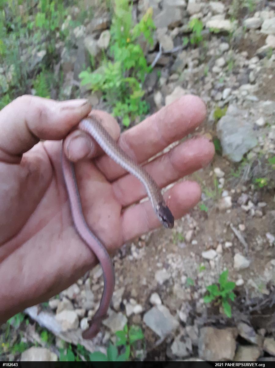Red-bellied Snake
