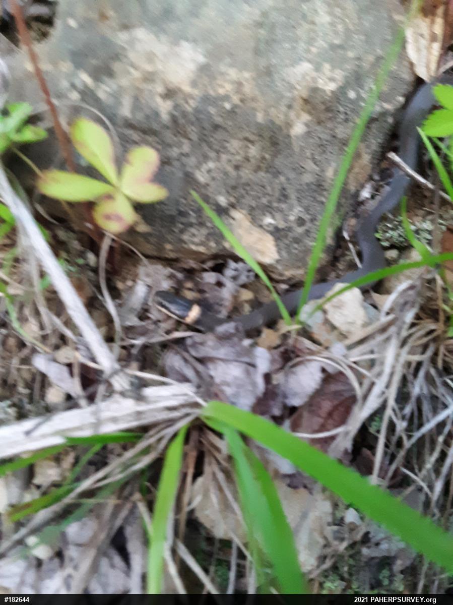 Northern Ring-necked Snake