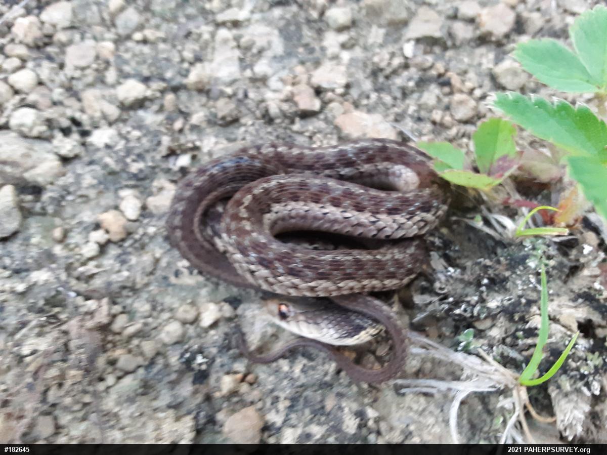 Eastern Gartersnake