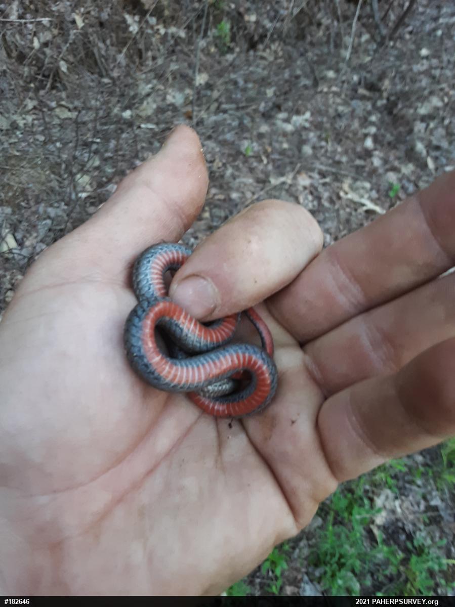 Red-bellied Snake
