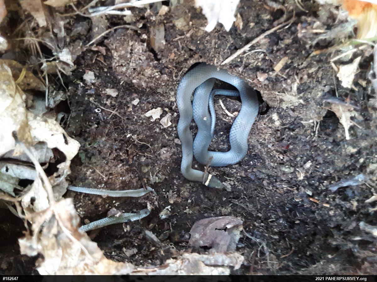 Northern Ring-necked Snake