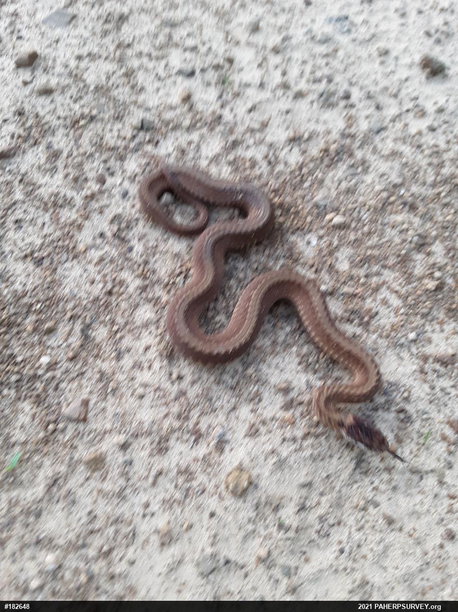 Red-bellied Snake