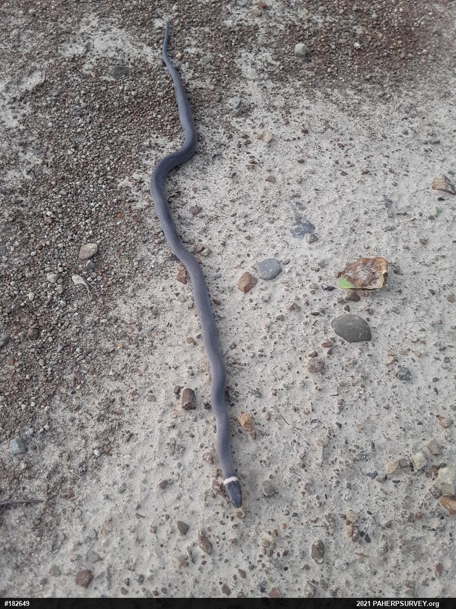 Northern Ring-necked Snake