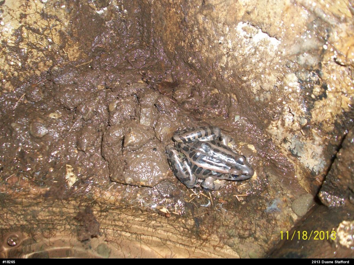 Pickerel Frog