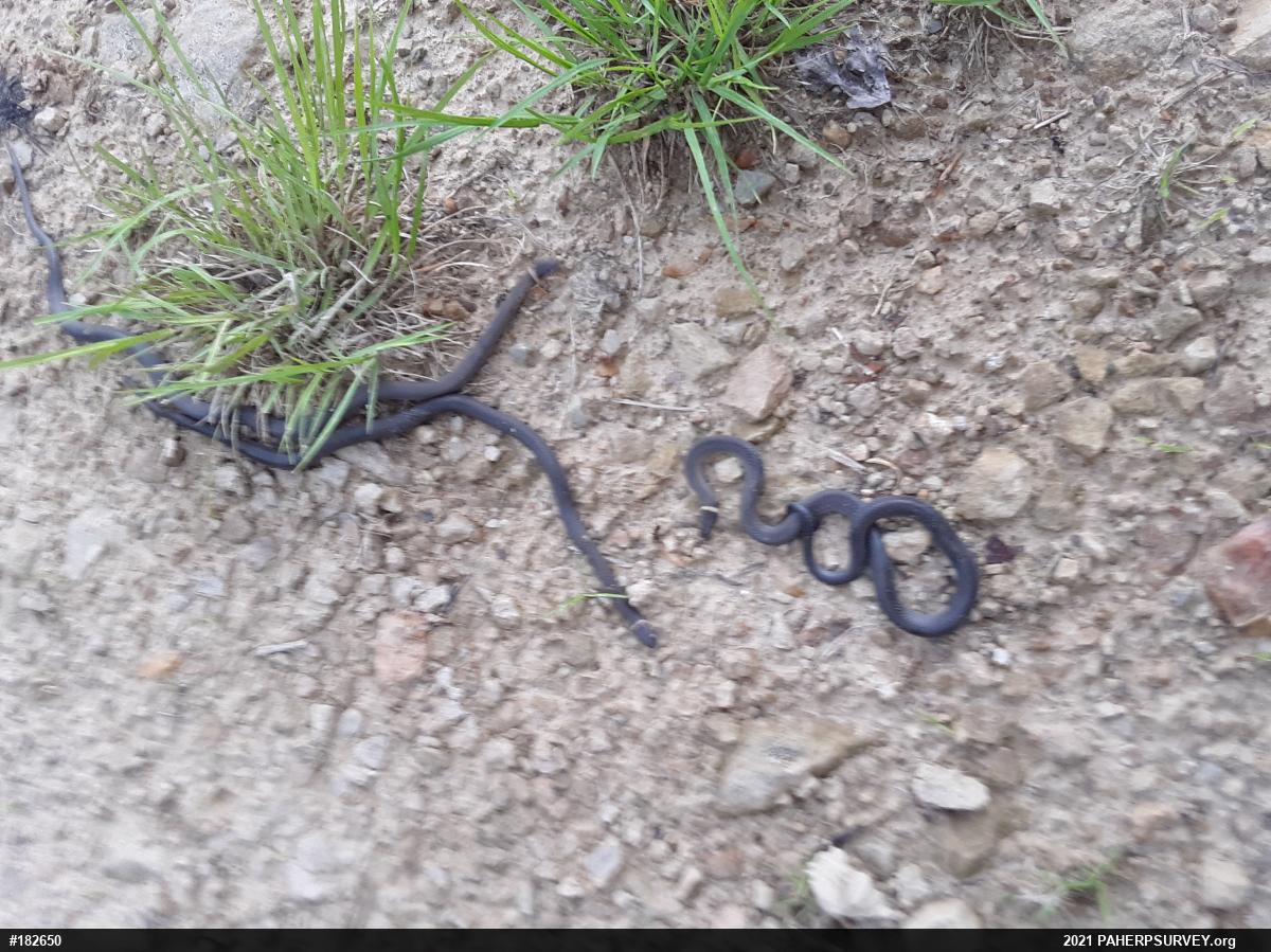 Northern Ring-necked Snake