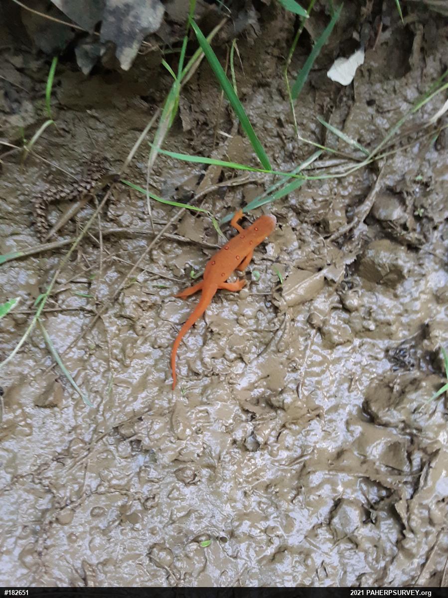 Red-spotted Newt