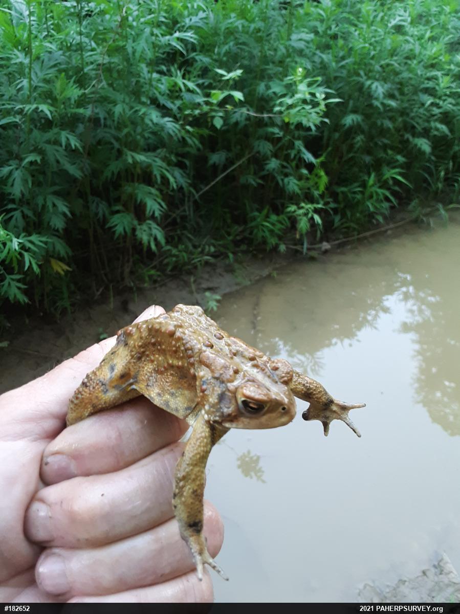 Eastern American Toad