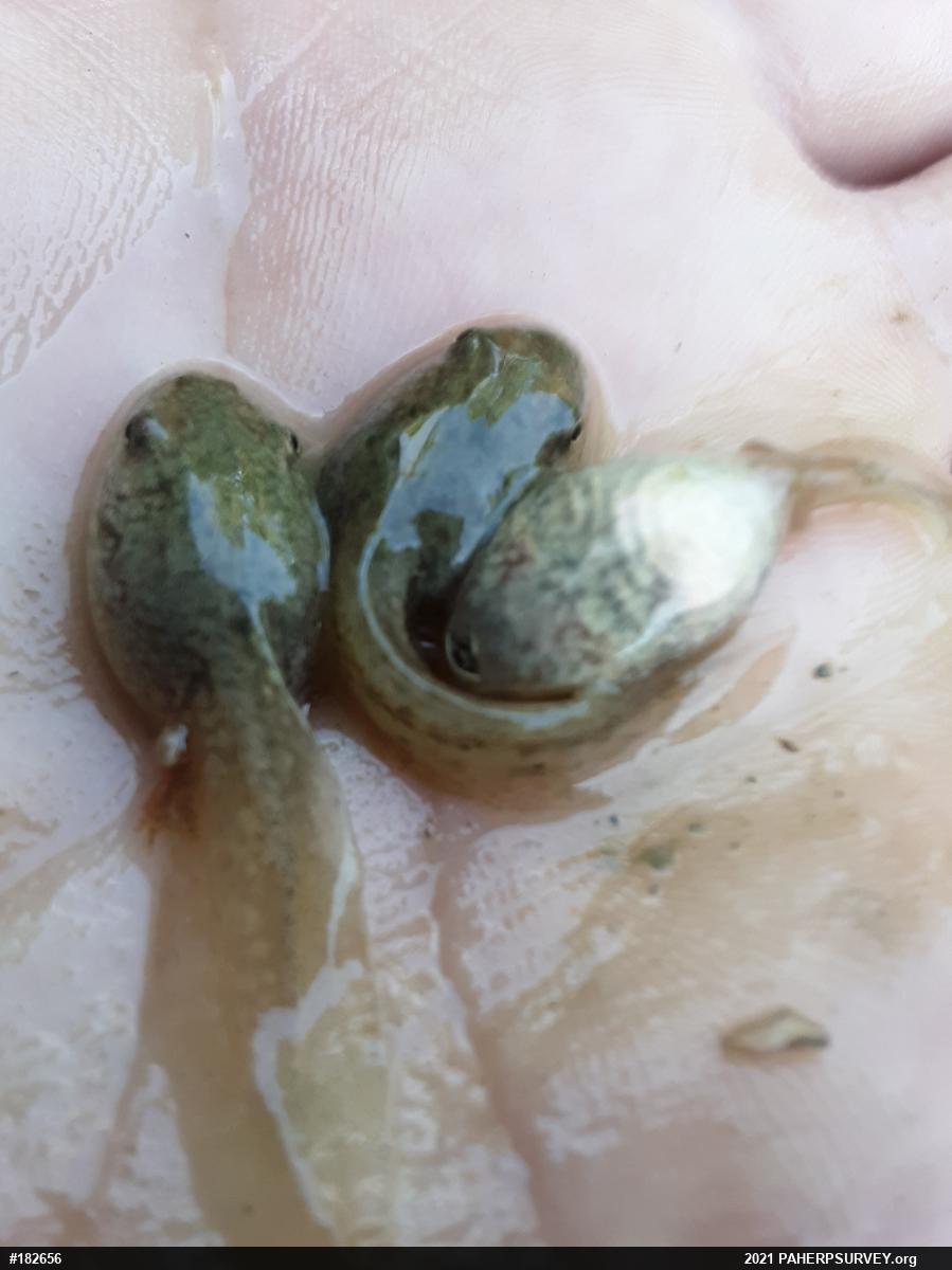 True Frogs