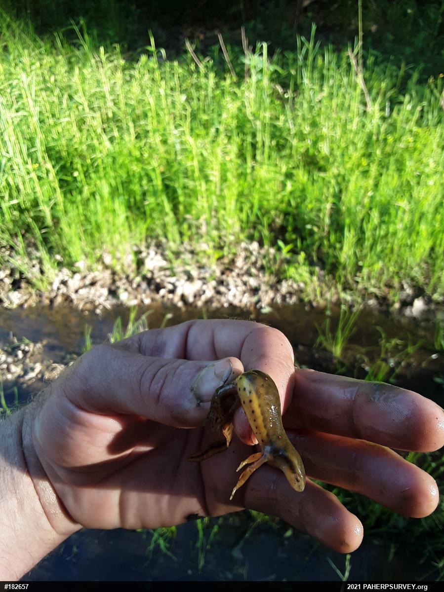 Red-spotted Newt