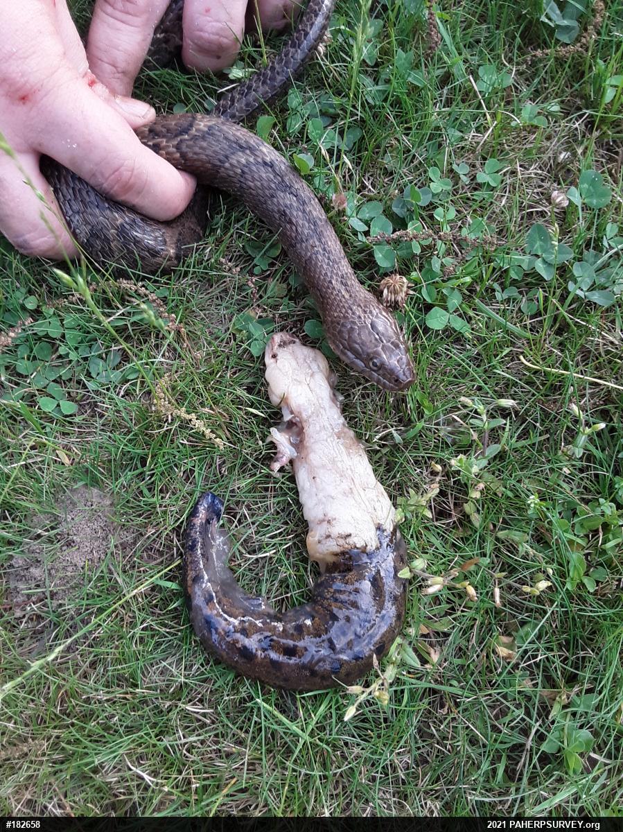 Northern Watersnake