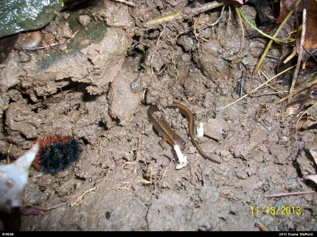 Northern Two-lined Salamander